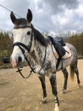 Bild Mr. Louis- Belgische Warmblut