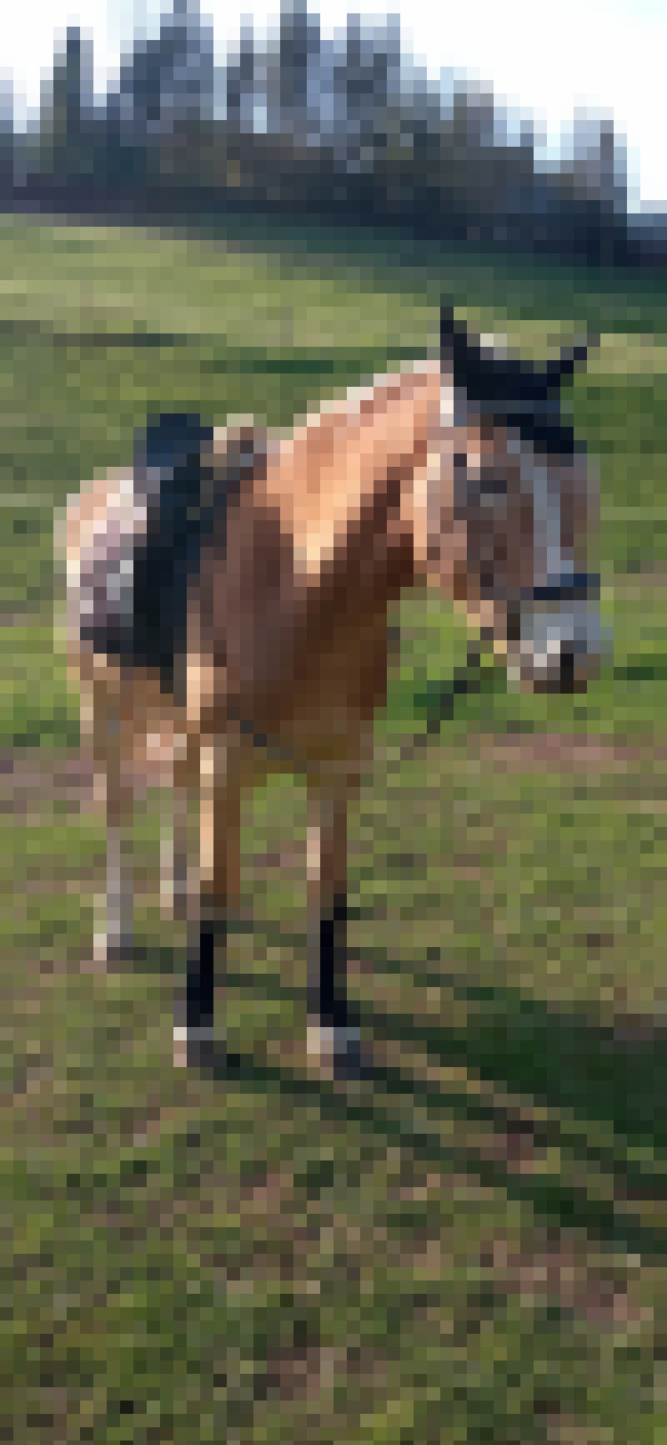 Bild Reitstall ****-*** ********* ******* ******